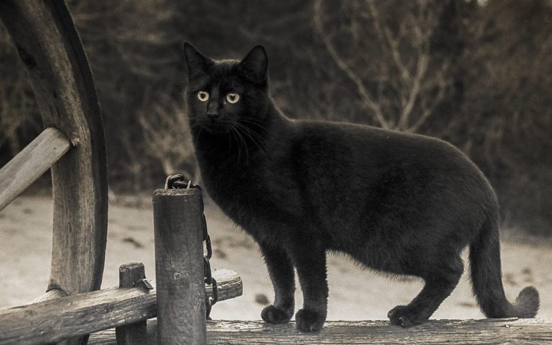 Pregunta: ¿Por qué muchas veces las supersticiones parecen cumplirse?