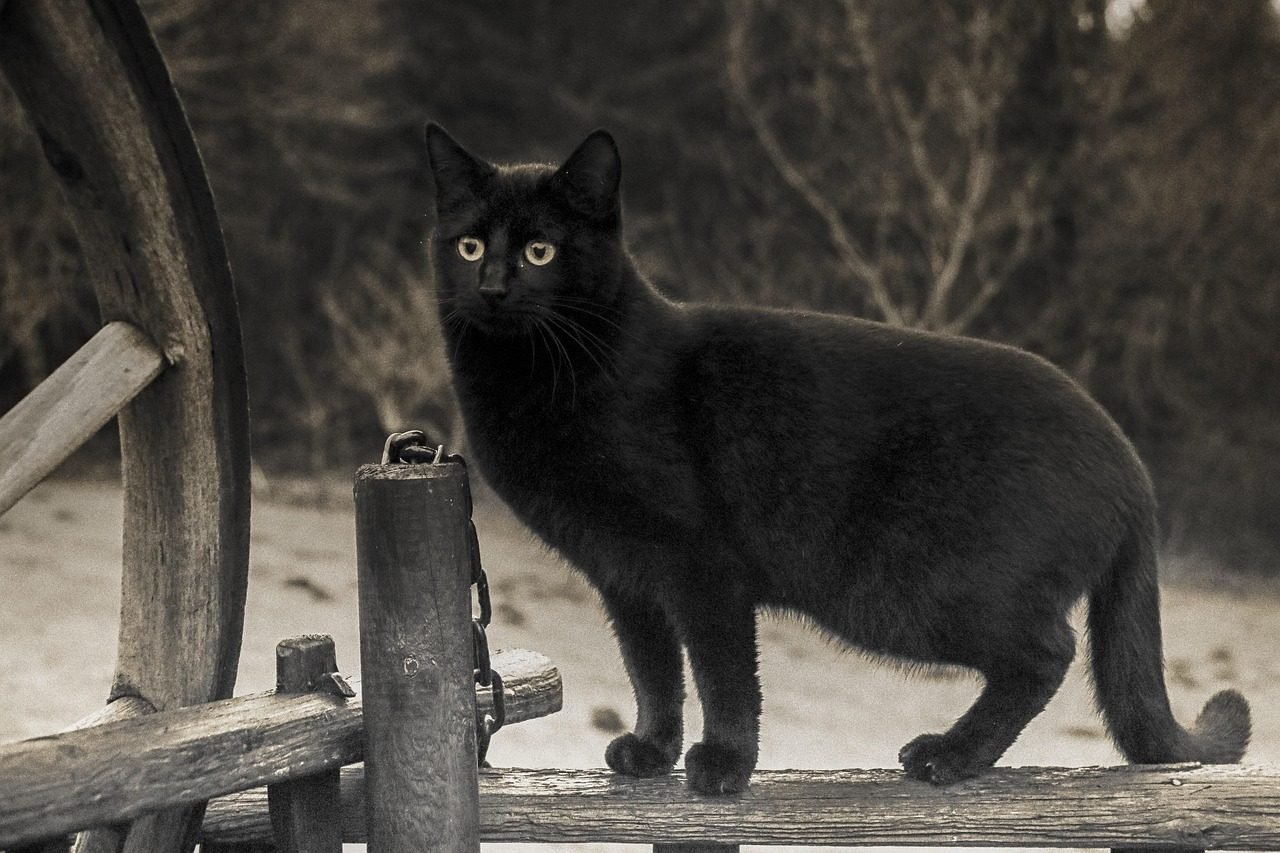 cat, animal, black, black and white, superstition, pet, feline, astonishment, cute, portrait, nature, fur, hairy, mammal