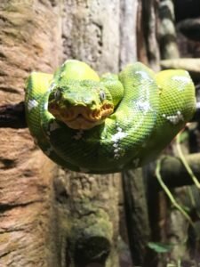 green snake on brown tree branch