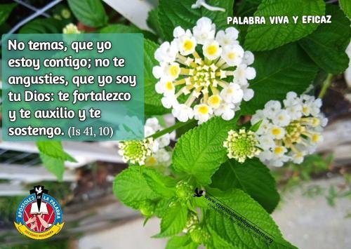 Flor blanca