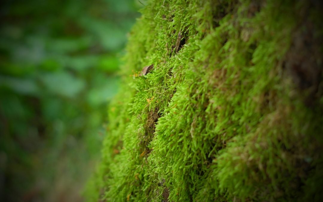 A close up of a moss covered wall