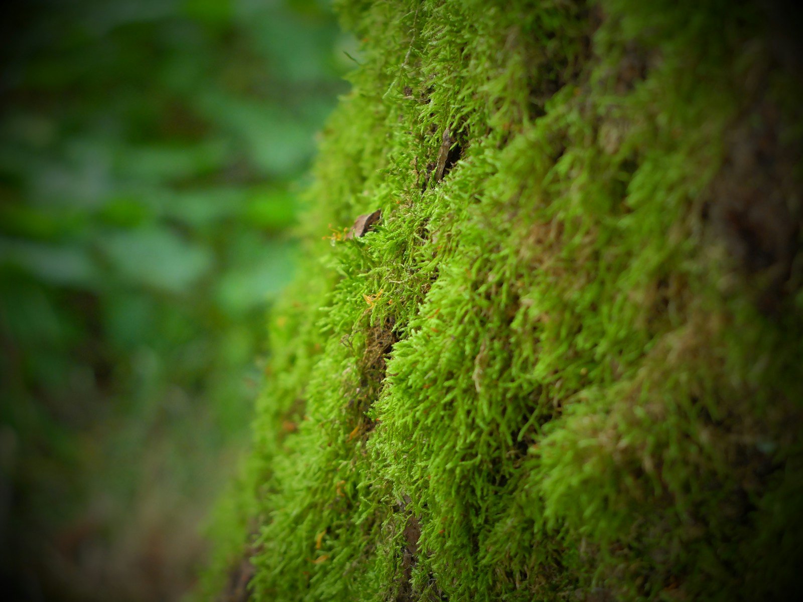A close up of a moss covered wall